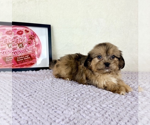 Medium Photo #5 Shih-Poo Puppy For Sale in INDIANAPOLIS, IN, USA