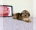 Small #4 Shih-Poo