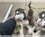 Small #10 Alaskan Malamute