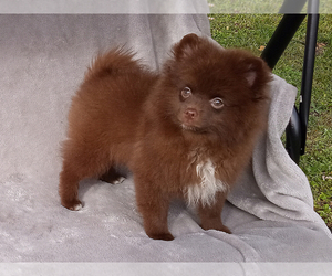 Pomeranian Puppy for sale in WEST PALM BEACH, FL, USA