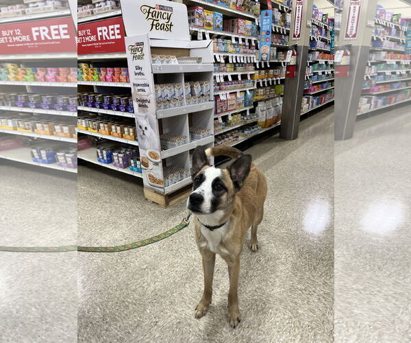 Medium Photo #3 Boxer-Unknown Mix Puppy For Sale in Pipe Creek, TX, USA