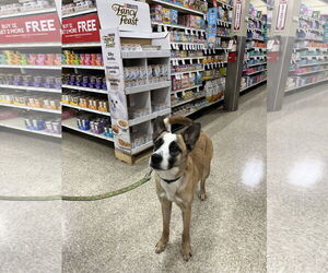 Whiskey - Male Boxer-Unknown Mix Dog for Adoption - Photo #3