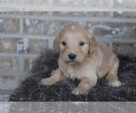 Small Photo #5 English Cream Golden Retriever-Poodle (Standard) Mix Puppy For Sale in ADOLPHUS, KY, USA