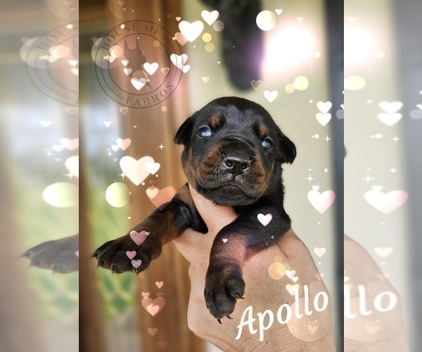 Medium Photo #1 Doberman Pinscher Puppy For Sale in GULF SHORES, AL, USA