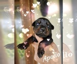 Small Photo #1 Doberman Pinscher Puppy For Sale in GULF SHORES, AL, USA