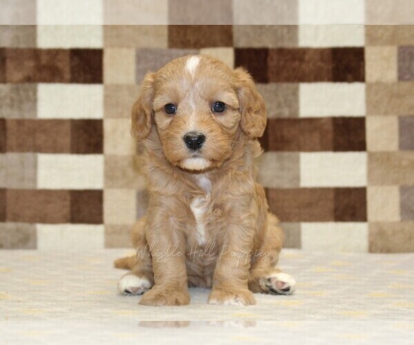Medium Photo #3 Bernedoodle (Miniature)-Cavapoo (Miniature) Mix Puppy For Sale in DENVER, PA, USA