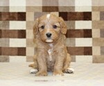 Small #2 Bernedoodle (Miniature)-Cavapoo (Miniature) Mix