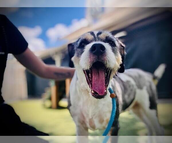 Medium Photo #4 Mutt Puppy For Sale in Cape May, NJ, USA