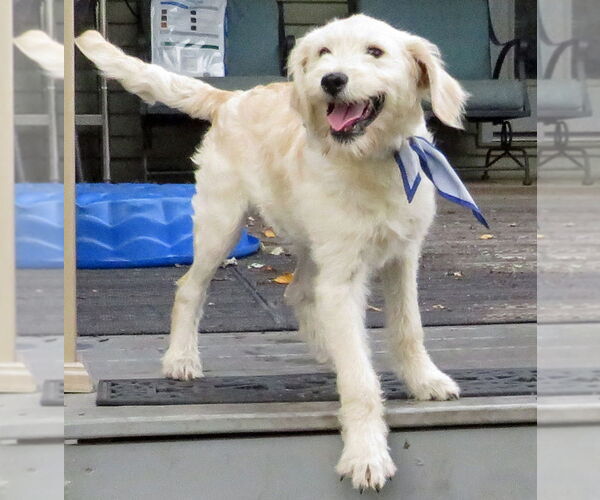 Medium Photo #3 Golden Retriever-Unknown Mix Puppy For Sale in Grovertown, IN, USA