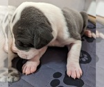 Small Photo #3 Great Dane Puppy For Sale in CLEARFIELD, UT, USA
