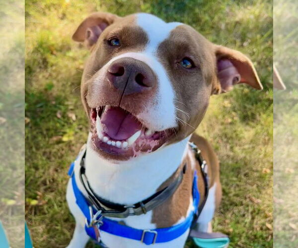 Medium Photo #16 American Pit Bull Terrier-Unknown Mix Puppy For Sale in Fargo, ND, USA