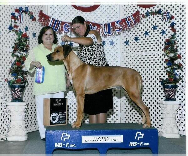 Medium Photo #1 Rhodesian Ridgeback Puppy For Sale in BOTKINS, OH, USA