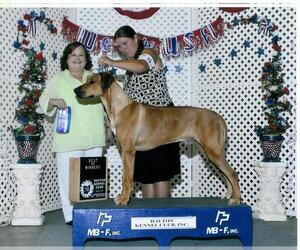 Father of the Rhodesian Ridgeback puppies born on 03/24/2025