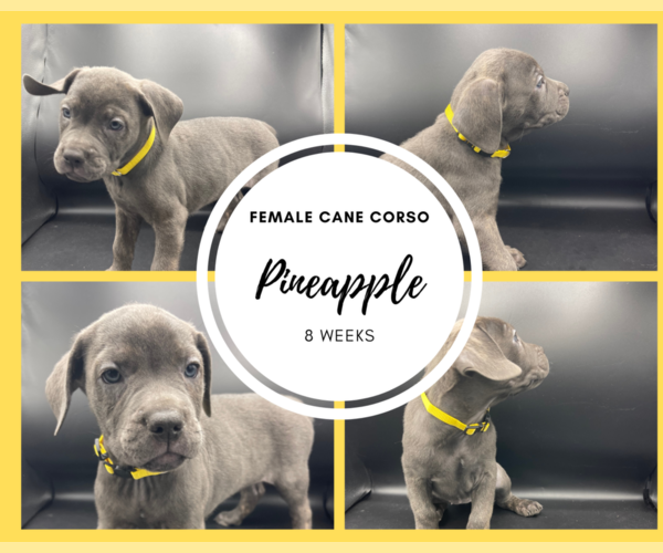 Medium Photo #1 Cane Corso Puppy For Sale in MCDONOUGH, GA, USA
