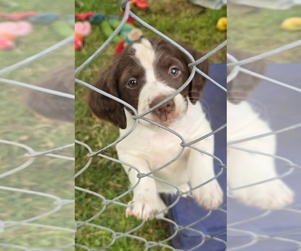 Medium Photo #5 Brittany Puppy For Sale in MOHAWK, NY, USA