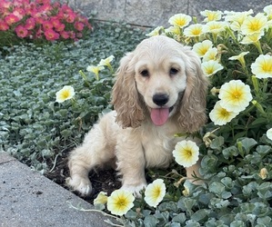 Cocker Spaniel Puppy for sale in CANOGA, NY, USA