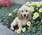 Small Cocker Spaniel