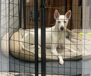 Mutt Dogs for adoption in San Diego, CA, USA