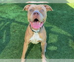ARMANI - Male Mutt Dog for Adoption - Small photo