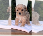 Small Photo #55 Poodle (Miniature) Puppy For Sale in GOSHEN, IN, USA