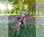 Small #13 American Pit Bull Terrier Mix