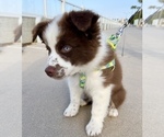 Small Photo #4 Australian Shepherd Puppy For Sale in POWAY, CA, USA