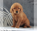 Small Photo #4 Golden Retriever Puppy For Sale in GORDONVILLE, PA, USA