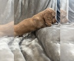 Small #3 Dachshund