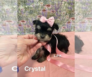 Morkie Puppy for sale in WINNSBORO, LA, USA