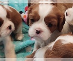 Small Photo #4 Cavalier King Charles Spaniel Puppy For Sale in PORT ORCHARD, WA, USA