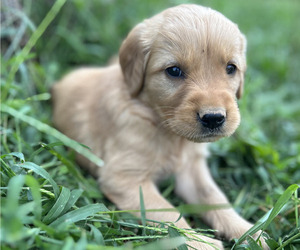 Golden Retriever Puppy for sale in CLEVER, MO, USA