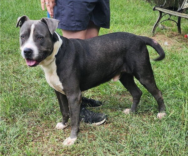 Medium Photo #3 American Bulldog-Unknown Mix Puppy For Sale in Wetumpka, AL, USA