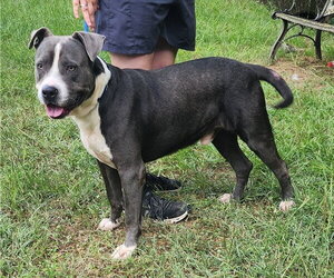 American Bulldog-Unknown Mix Dogs for adoption in Wetumpka, AL, USA