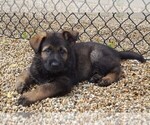 Small Photo #2 German Shepherd Dog Puppy For Sale in WADSWORTH, IL, USA