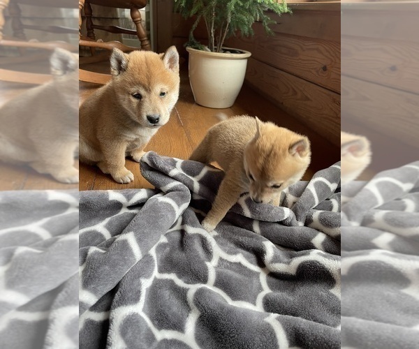 Medium Photo #11 Shiba Inu Puppy For Sale in SCHUYLKILL HAVEN, PA, USA