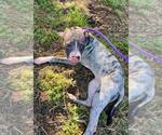 Small #4 American Pit Bull Terrier Mix