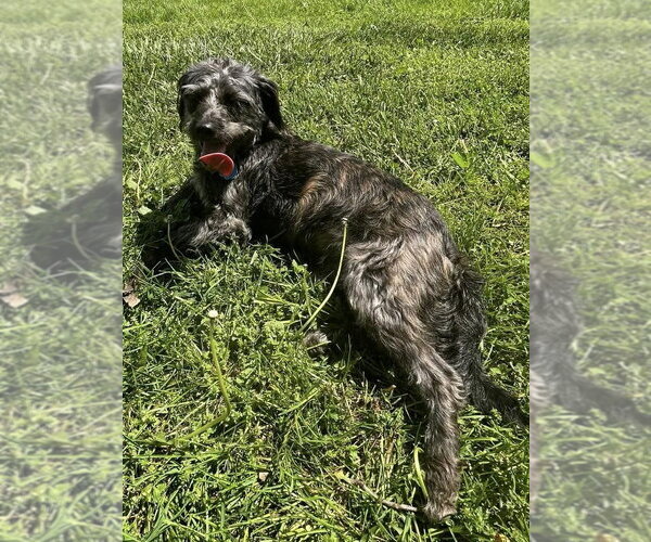 Medium Photo #3 Poodle (Miniature)-Unknown Mix Puppy For Sale in Osgood, IN, USA