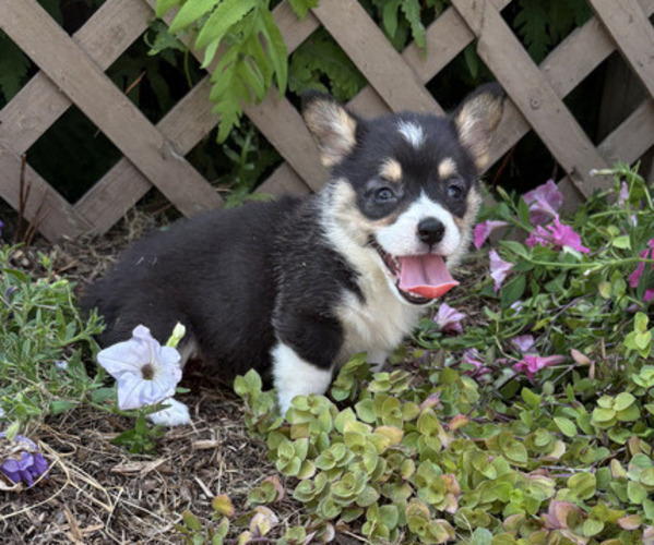 Medium Photo #5 Pembroke Welsh Corgi Puppy For Sale in THORP, WI, USA