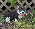 Small #4 Pembroke Welsh Corgi