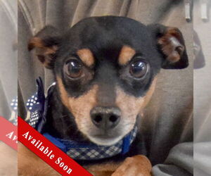 Chipin Dogs for adoption in Huntley, IL, USA