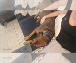 Small #1 American Staffordshire Terrier Mix
