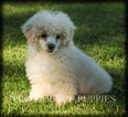 Small Photo #39 Poodle (Miniature) Puppy For Sale in COPPOCK, IA, USA
