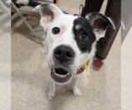 Small #9 American Pit Bull Terrier Mix