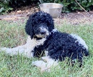 Poodle (Standard) Puppy for sale in VIRGINIA BEACH, VA, USA