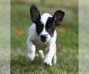 Ildredir - Male Jackshund Dog for Adoption - Photo #7