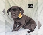 Image preview for Ad Listing. Nickname: Dolly