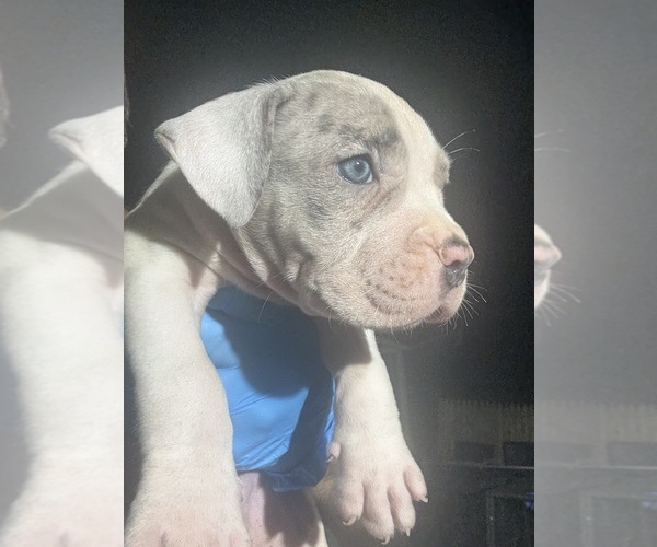 Medium Photo #5 American Bully Puppy For Sale in WALLINGFORD, CT, USA