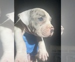 Small #4 American Bully