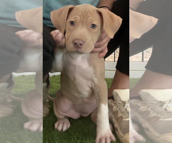 Medium Photo #2 Mutt Puppy For Sale in Sanford, FL, USA