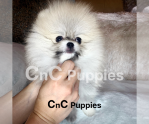 Pomeranian Puppy for sale in CHINO HILLS, CA, USA